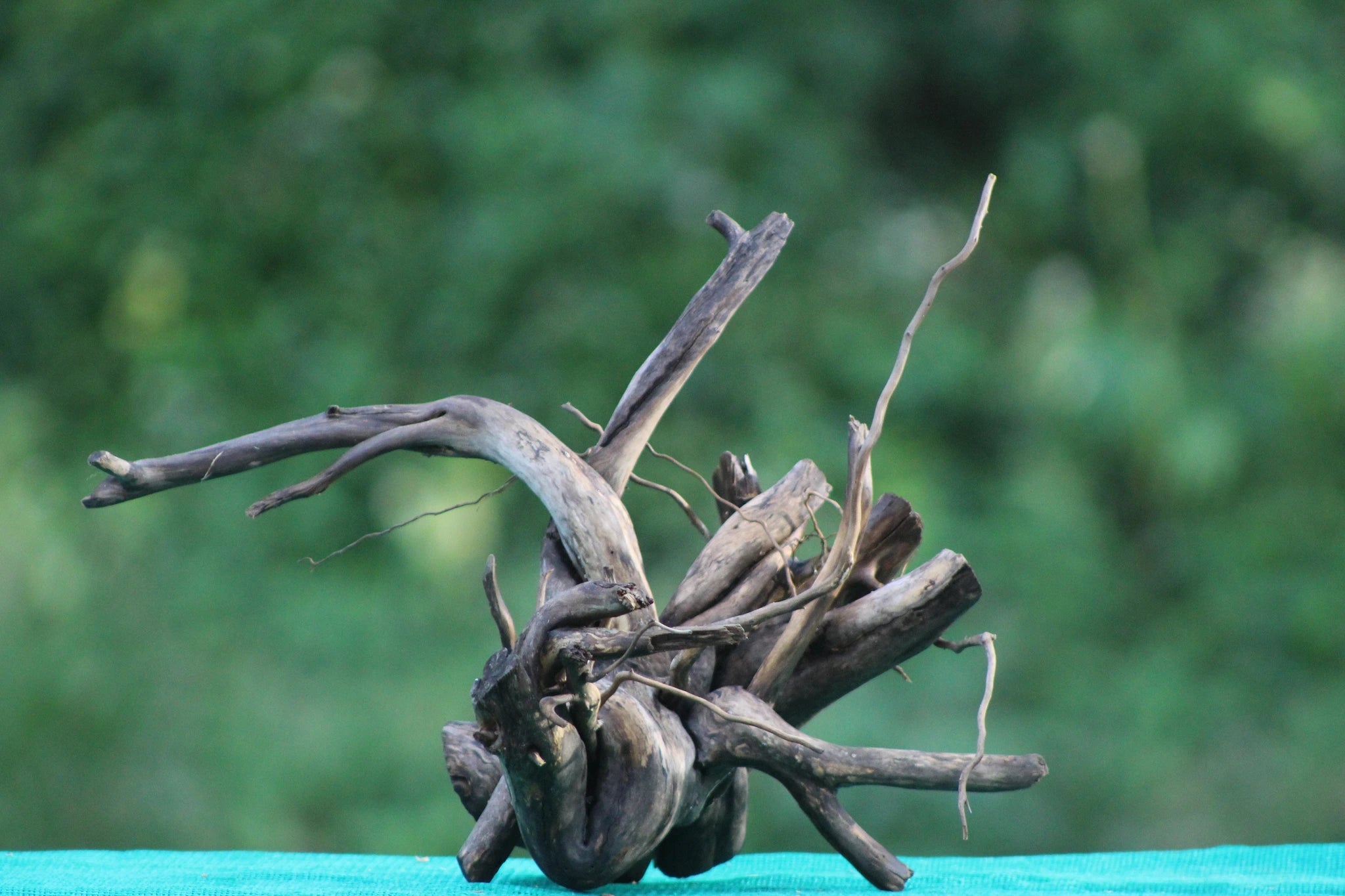 15x15 Spider Wood Driftwood for Aquascaping & Nano Tank Decoration - UNIQUE DRIFTWOOD