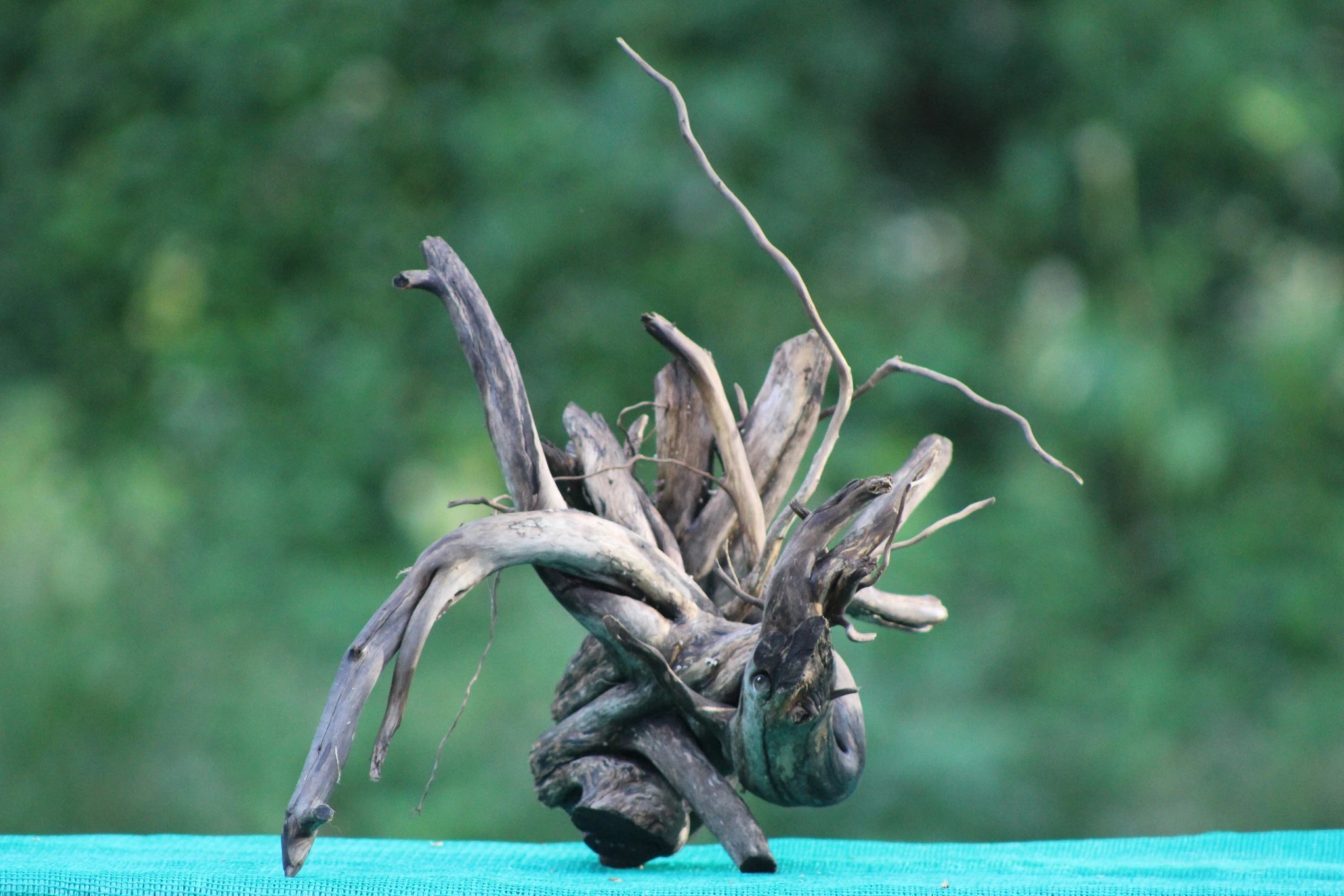 15x15 Spider Wood Driftwood for Aquascaping & Nano Tank Decoration - UNIQUE DRIFTWOOD