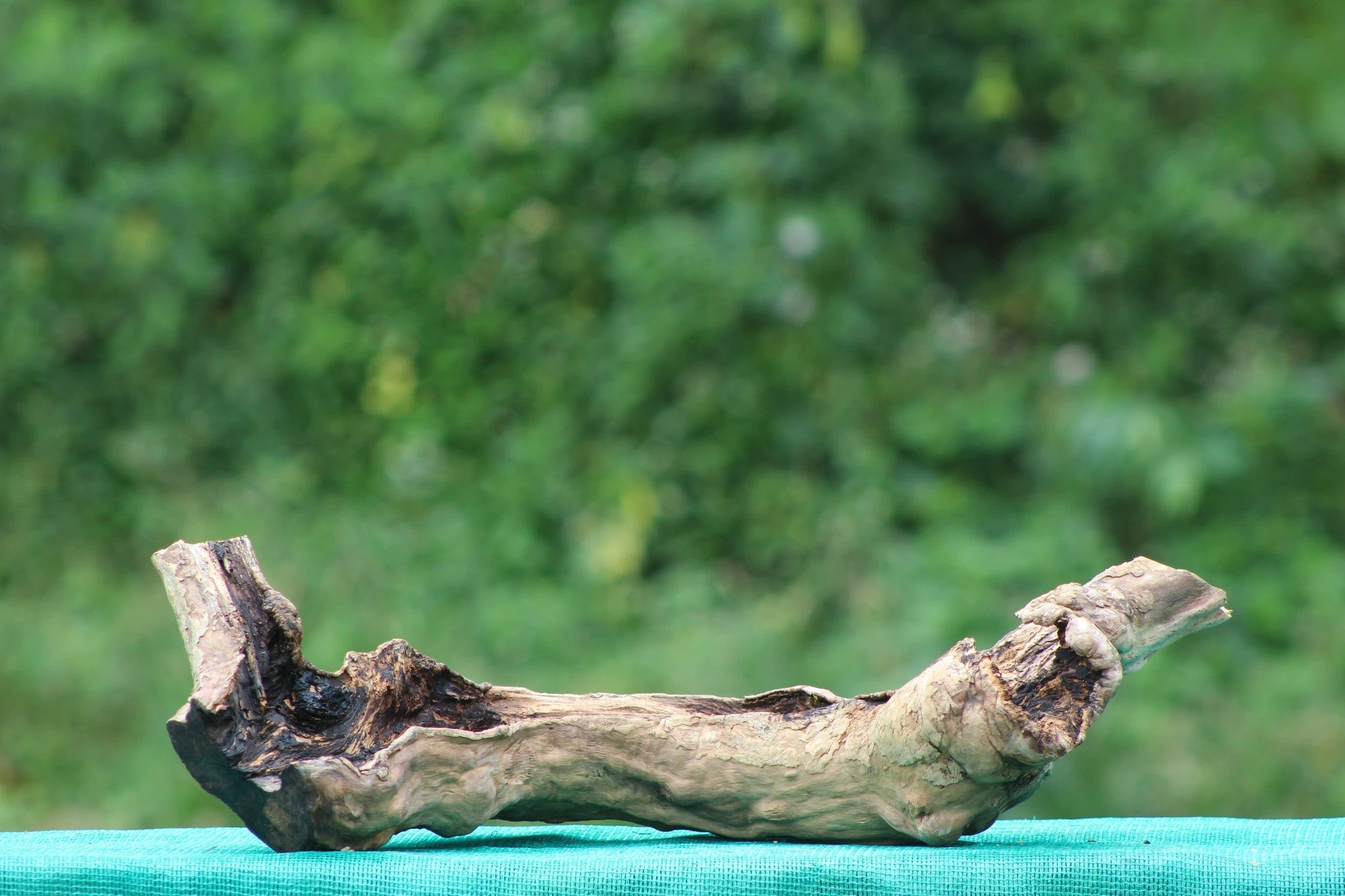 18 - Inch Natural Driftwood Terrarium Pot for Aquascaping & Terrarium Décor - UNIQUE DRIFTWOOD