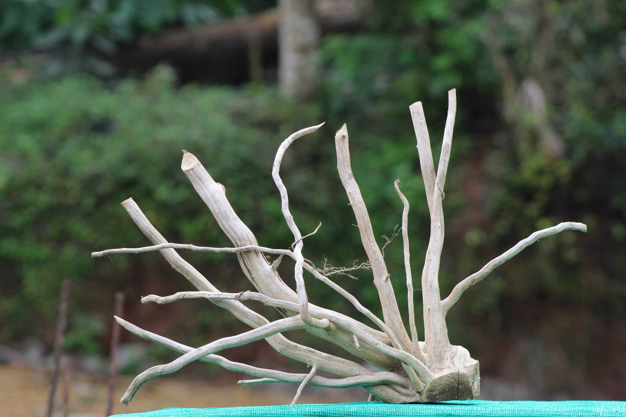 18x15 inch driftwood sculpture featuring natural branches for aquariums, terrariums, and décor setups.