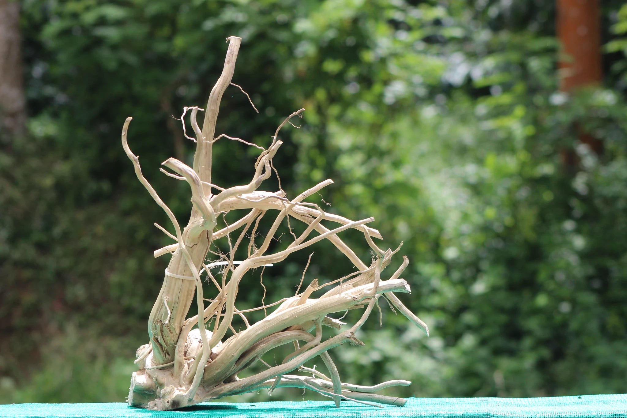18x24 inch Indian driftwood sculpture with intricate branching, perfect for aquascaping or terrarium decoration.
