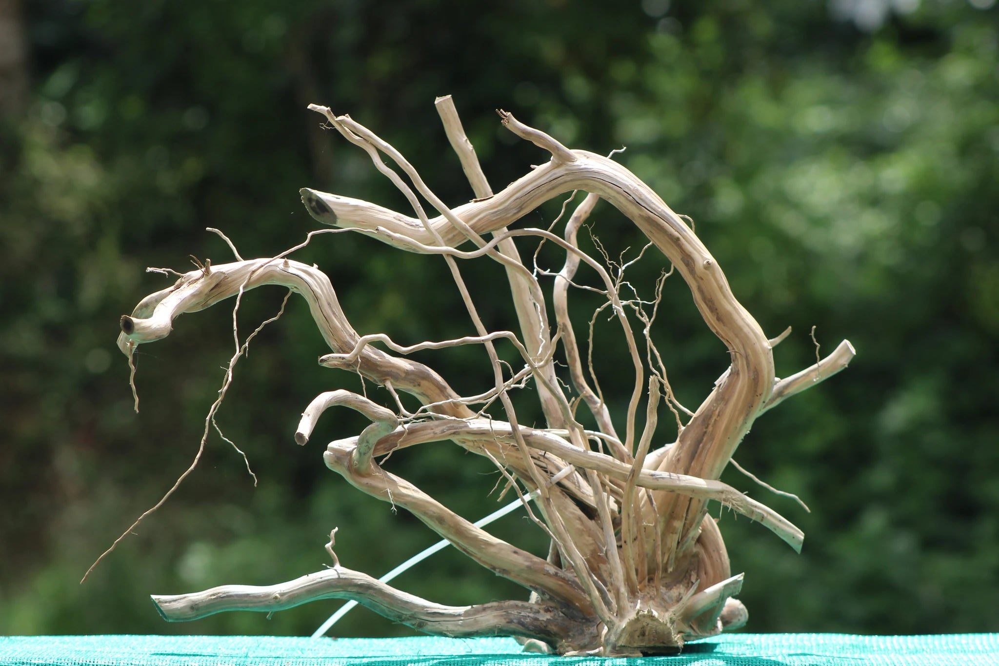 20x18 Inch Natural Driftwood Sculpture - Perfect for Aquariums, Terrariums, and Home Décor in India
