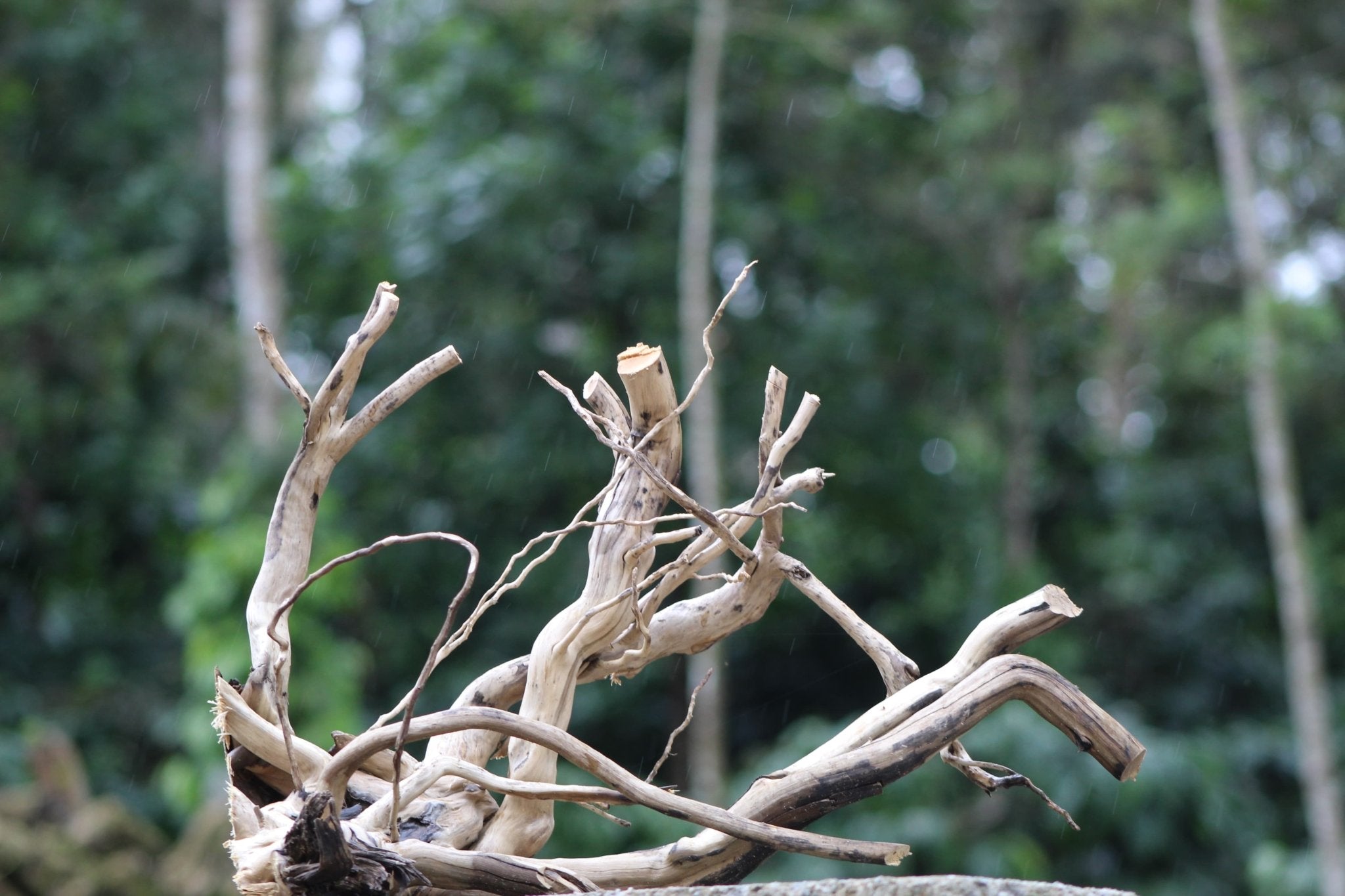 24x15 - Inch Natural Spider Wood Branch Sculpture - UNIQUE DRIFTWOOD PRIVATE LIMITED