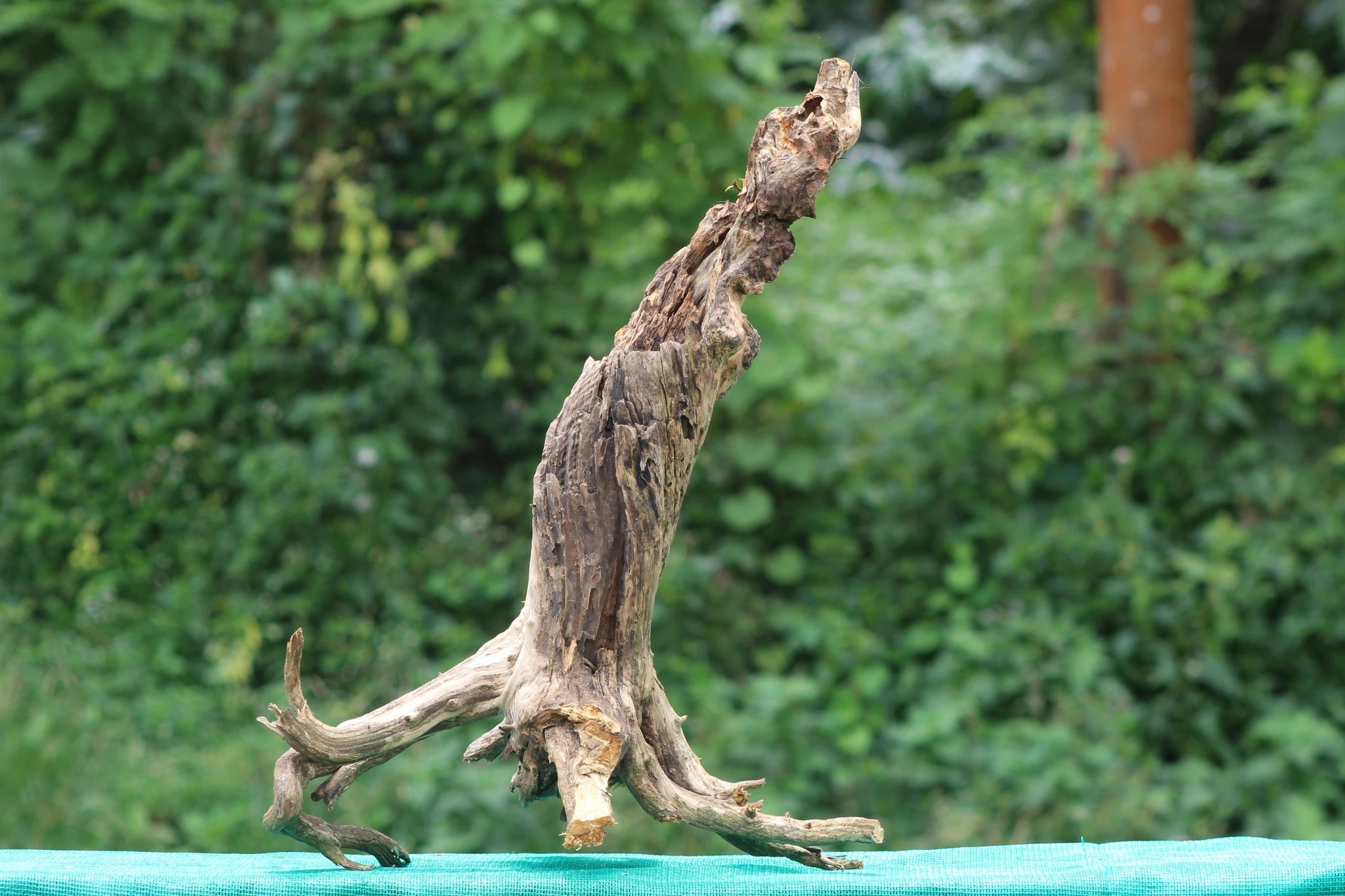 24x15 Natural Stump Wood with Roots for Aquascaping & Aquarium Décor - UNIQUE DRIFTWOOD