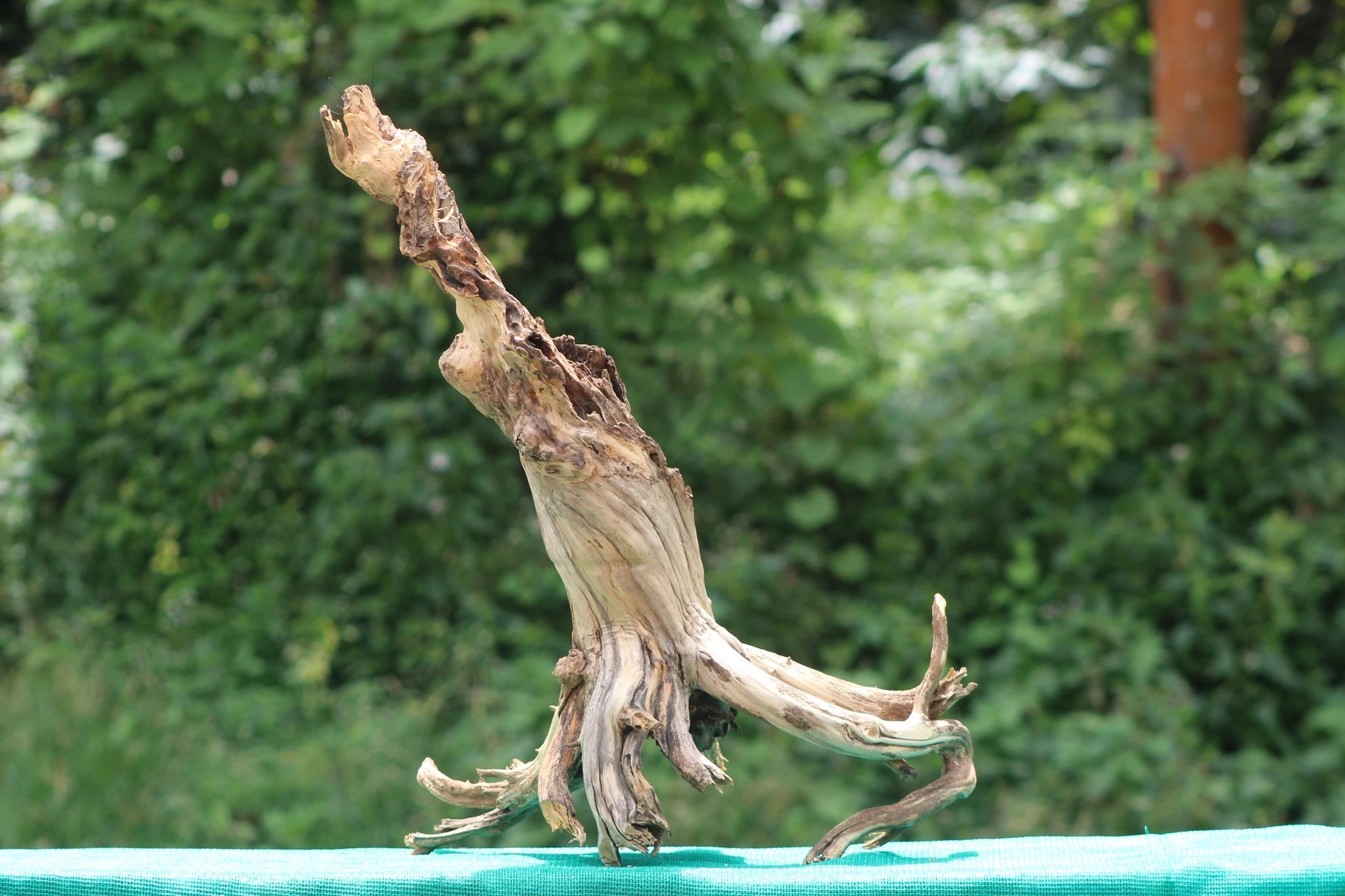 24x15 Natural Stump Wood with Roots for Aquascaping & Aquarium Décor - UNIQUE DRIFTWOOD