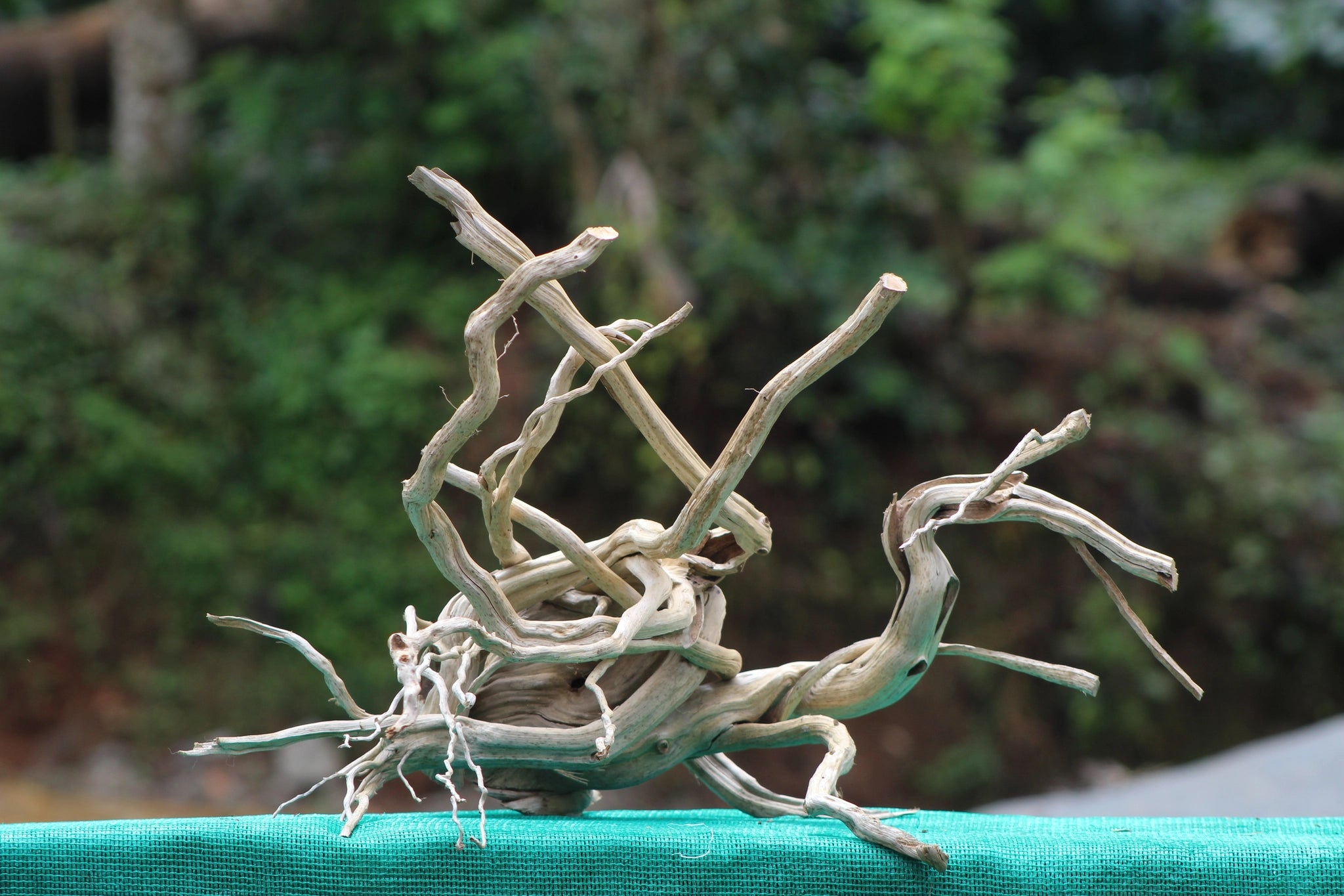 24x15 inch driftwood sculpture with intricate branches for aquascaping, terrariums, and natural displays.