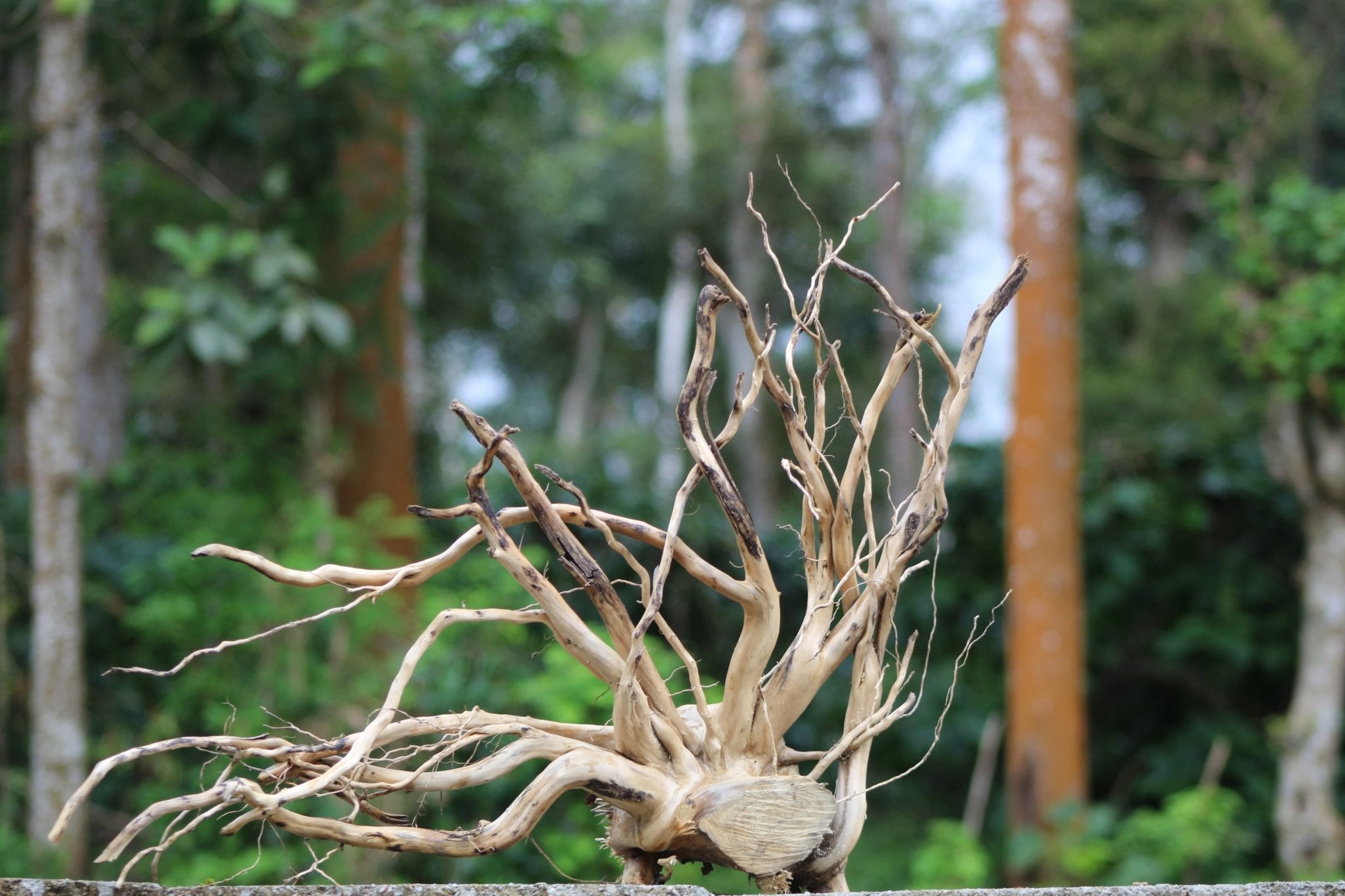 24x18 - Inch Natural Spider Wood Branch Sculpture - UNIQUE DRIFTWOOD PRIVATE LIMITED