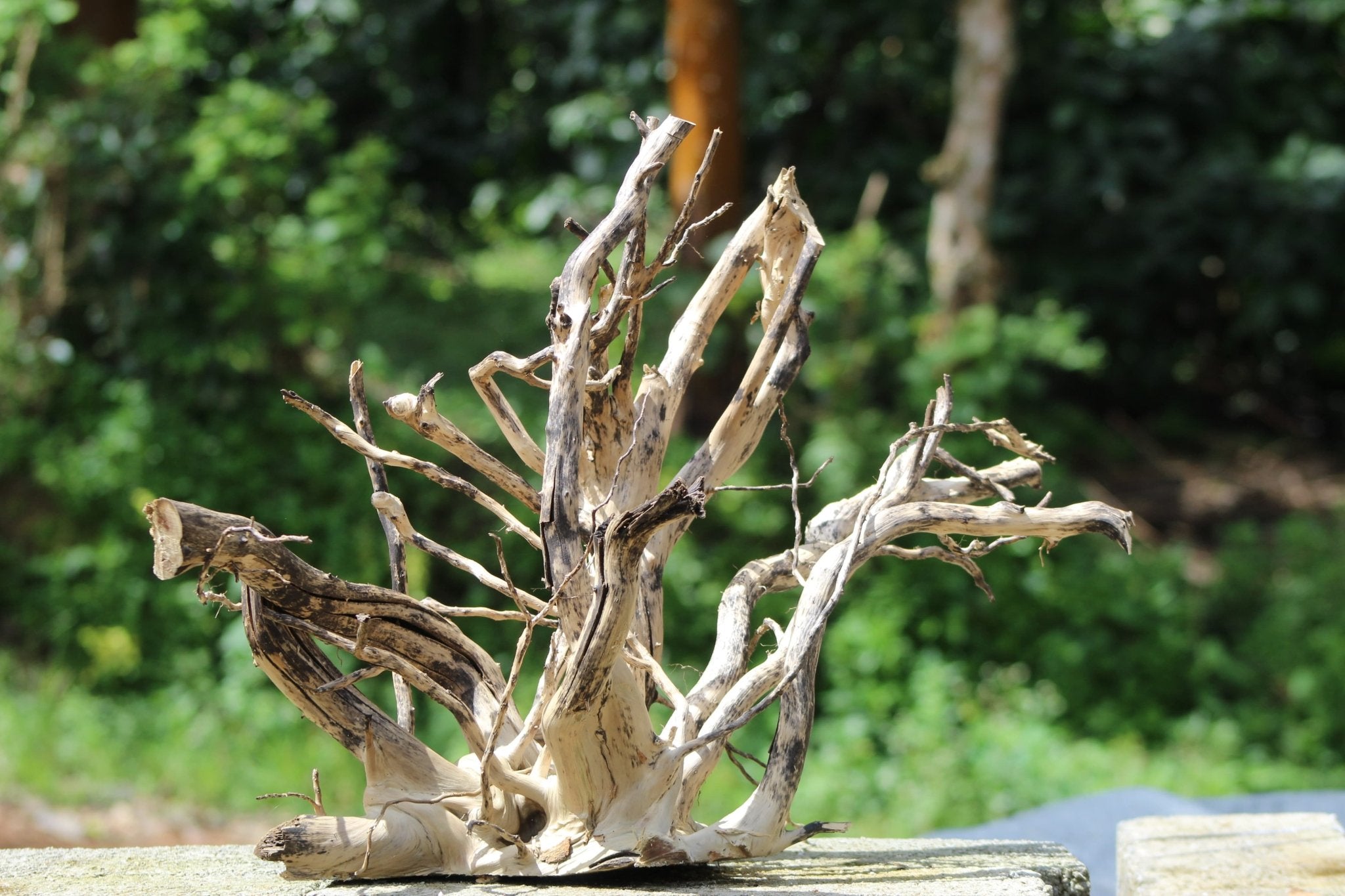 24x18 - Inch Natural Spider Wood Branch Sculpture - UNIQUE DRIFTWOOD PRIVATE LIMITED