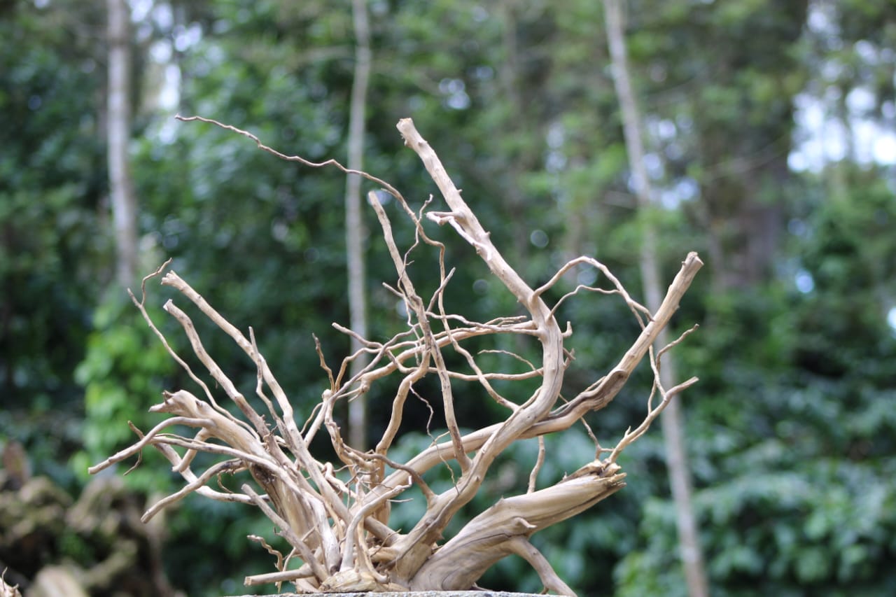 24x18 - Inch Natural Spider Wood Branch Sculpture - UNIQUE DRIFTWOOD PRIVATE LIMITED