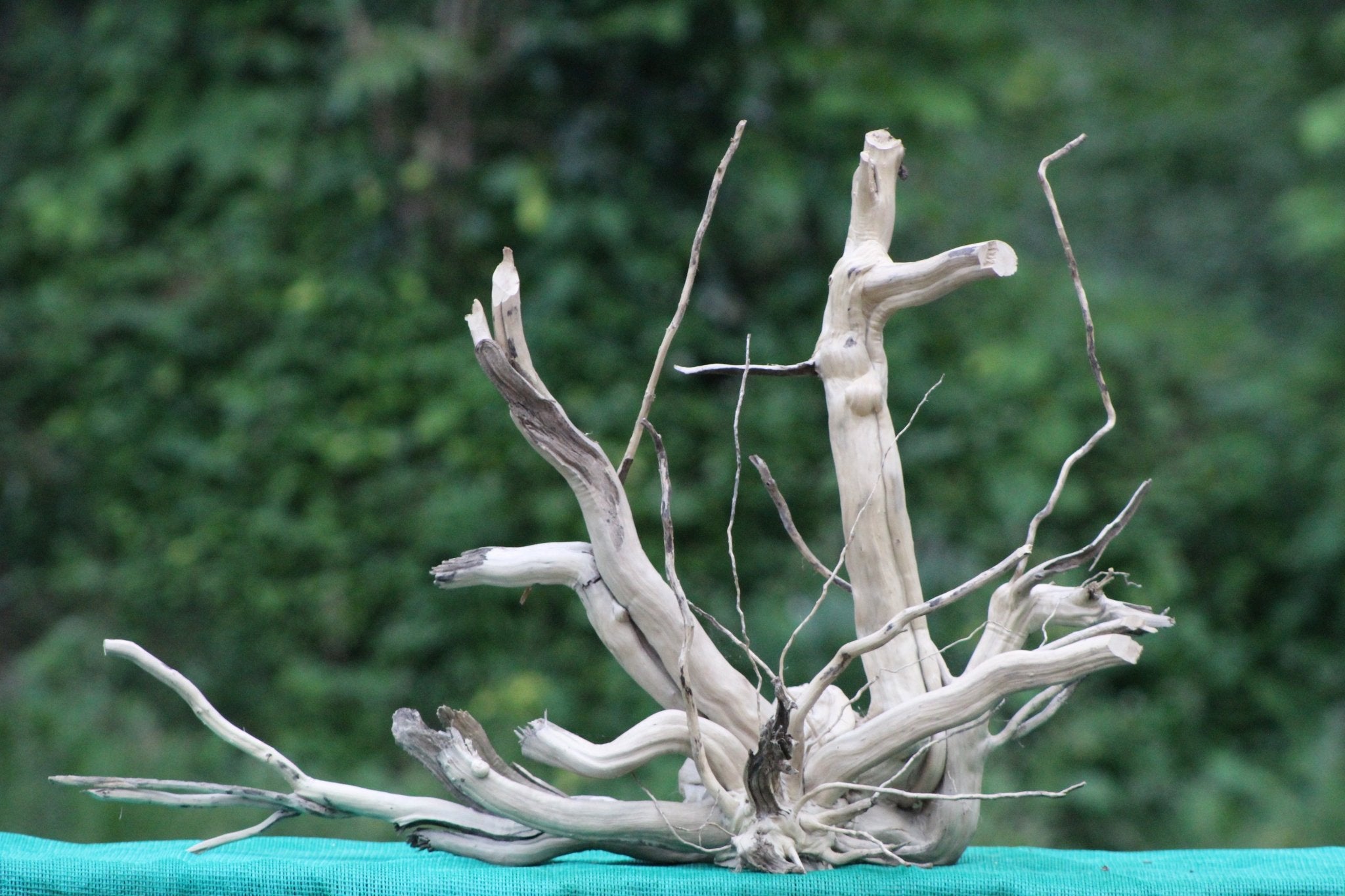 24x18 - Inch Natural Spider Wood Branch Sculpture for Aquariums, Terrariums, and Artistic Decor - UNIQUE DRIFTWOOD PRIVATE LIMITED