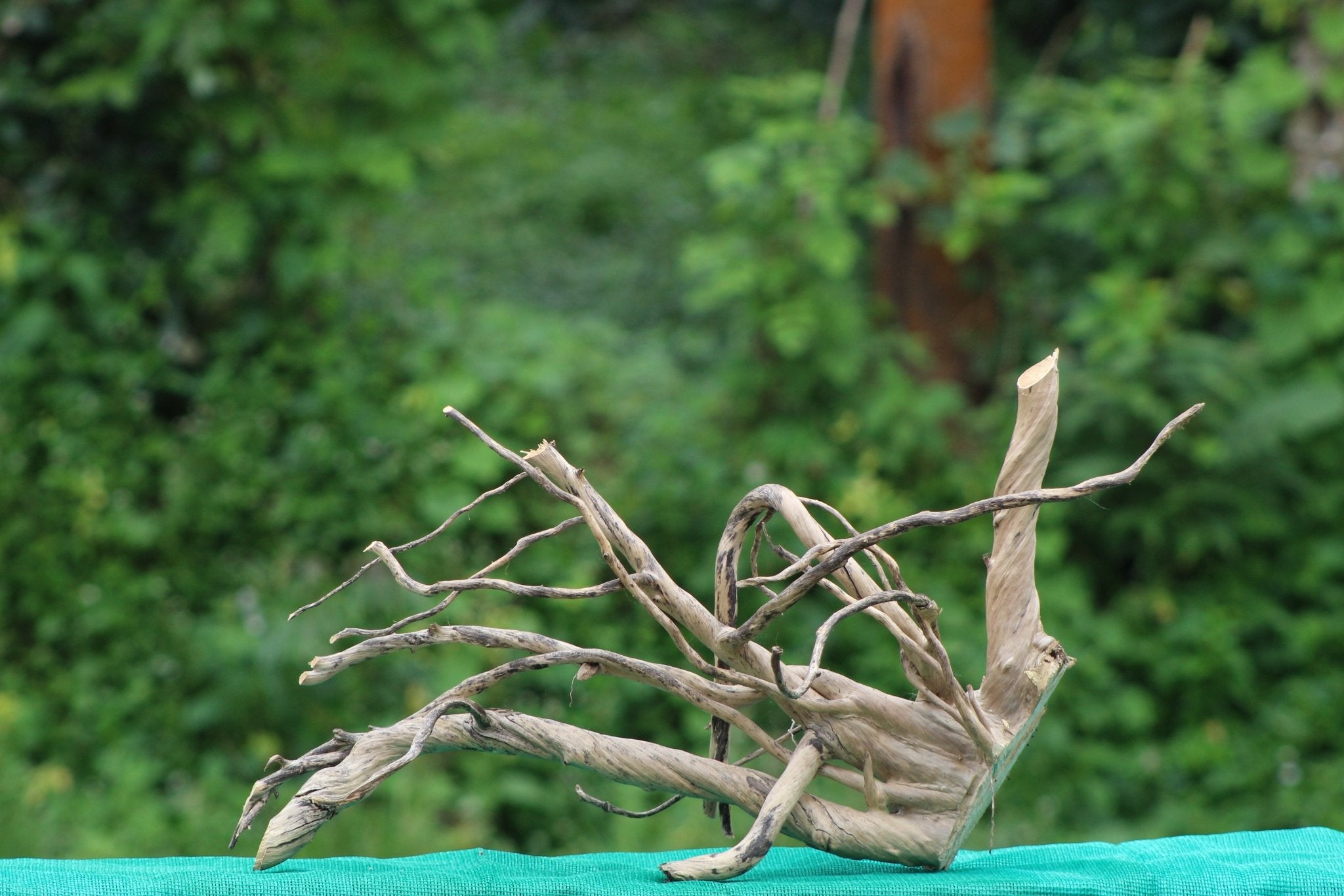 24x18 - Inch Natural Spider Wood Branch Sculpture for Aquariums, Terrariums, and Artistic Decor - UNIQUE DRIFTWOOD PRIVATE LIMITED