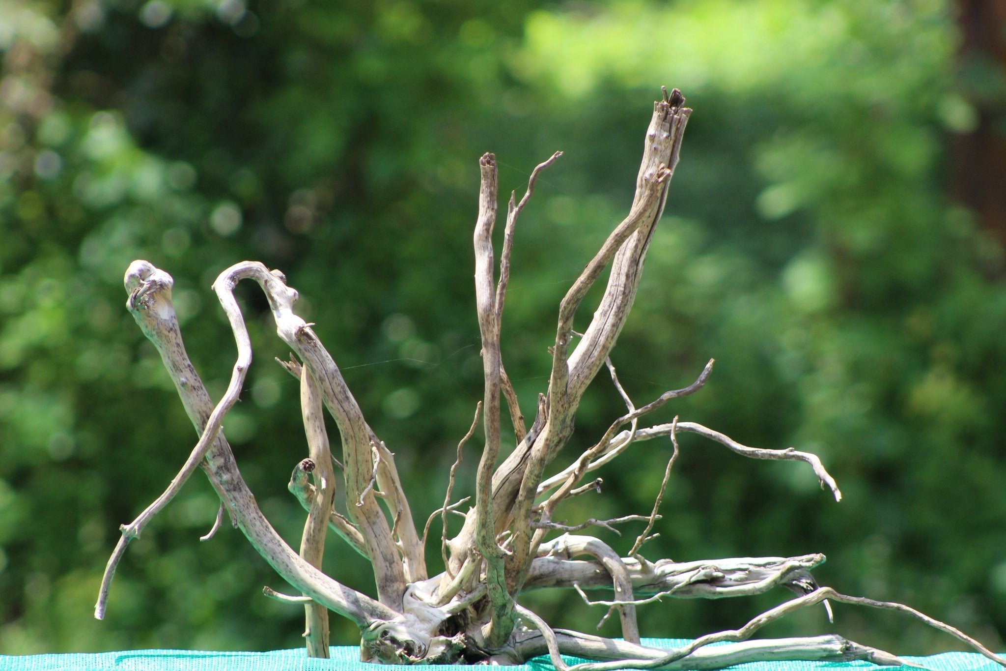 24x18 - Inch Natural Spider Wood Branch Sculpture for Aquariums, Terrariums, and Artistic Decor - UNIQUE DRIFTWOOD PRIVATE LIMITED