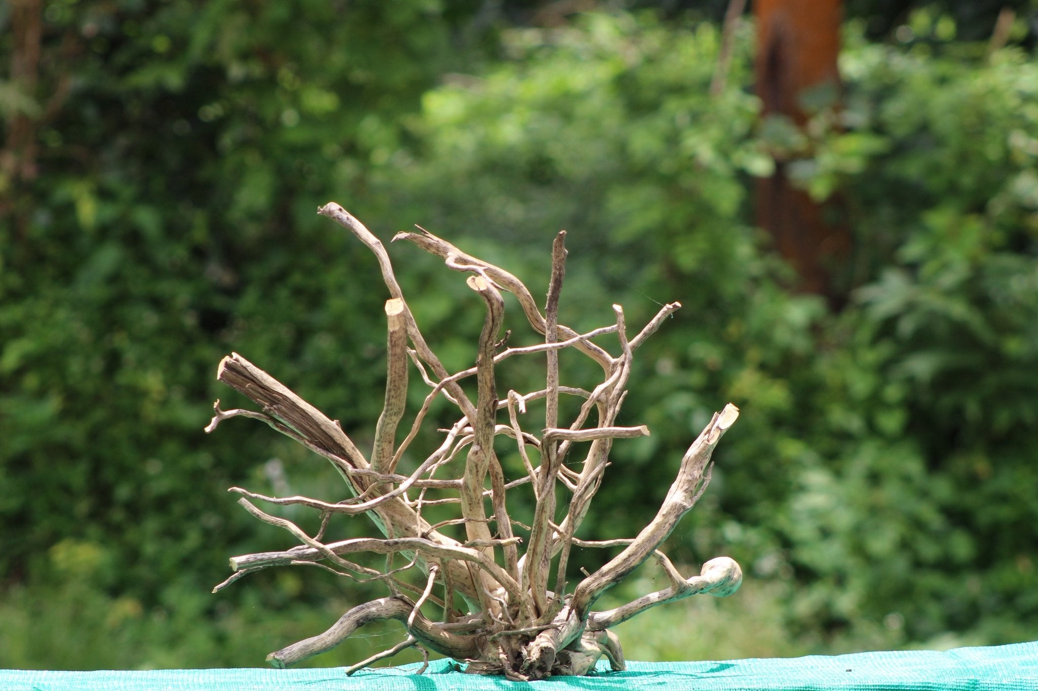 24x18 - Inch Natural Spider Wood Branch Sculpture for Aquariums, Terrariums, and Artistic Decor (Copy) - UNIQUE DRIFTWOOD PRIVATE LIMITED