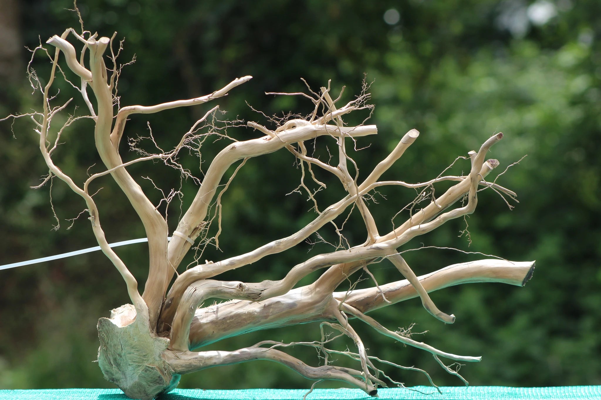 24x20 Inch Natural Driftwood Sculpture - Perfect for Aquariums, Terrariums, and Home Décor in India

