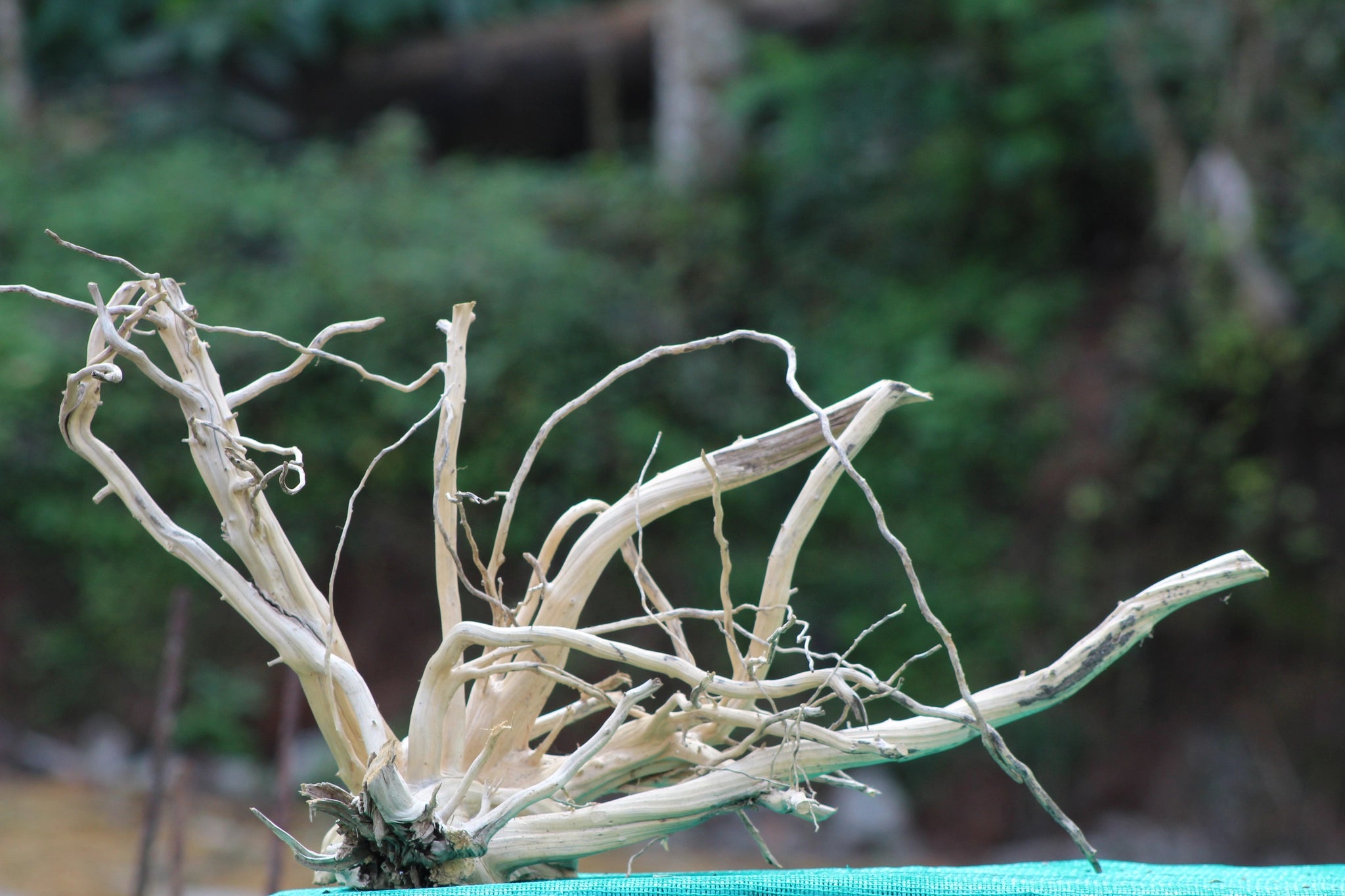 30x15 inch Indian driftwood sculpture with detailed branches, ideal for aquascaping, terrariums, or biotope aquarium setups.