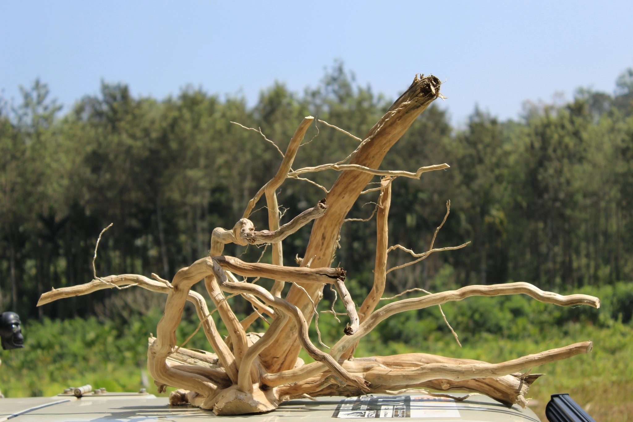 30x20-inch spider wood driftwood with bold, twisted branches, ideal for aquascaping, terrariums, or rustic interior design. Captured outdoors with a scenic forest backdrop under clear skies.
