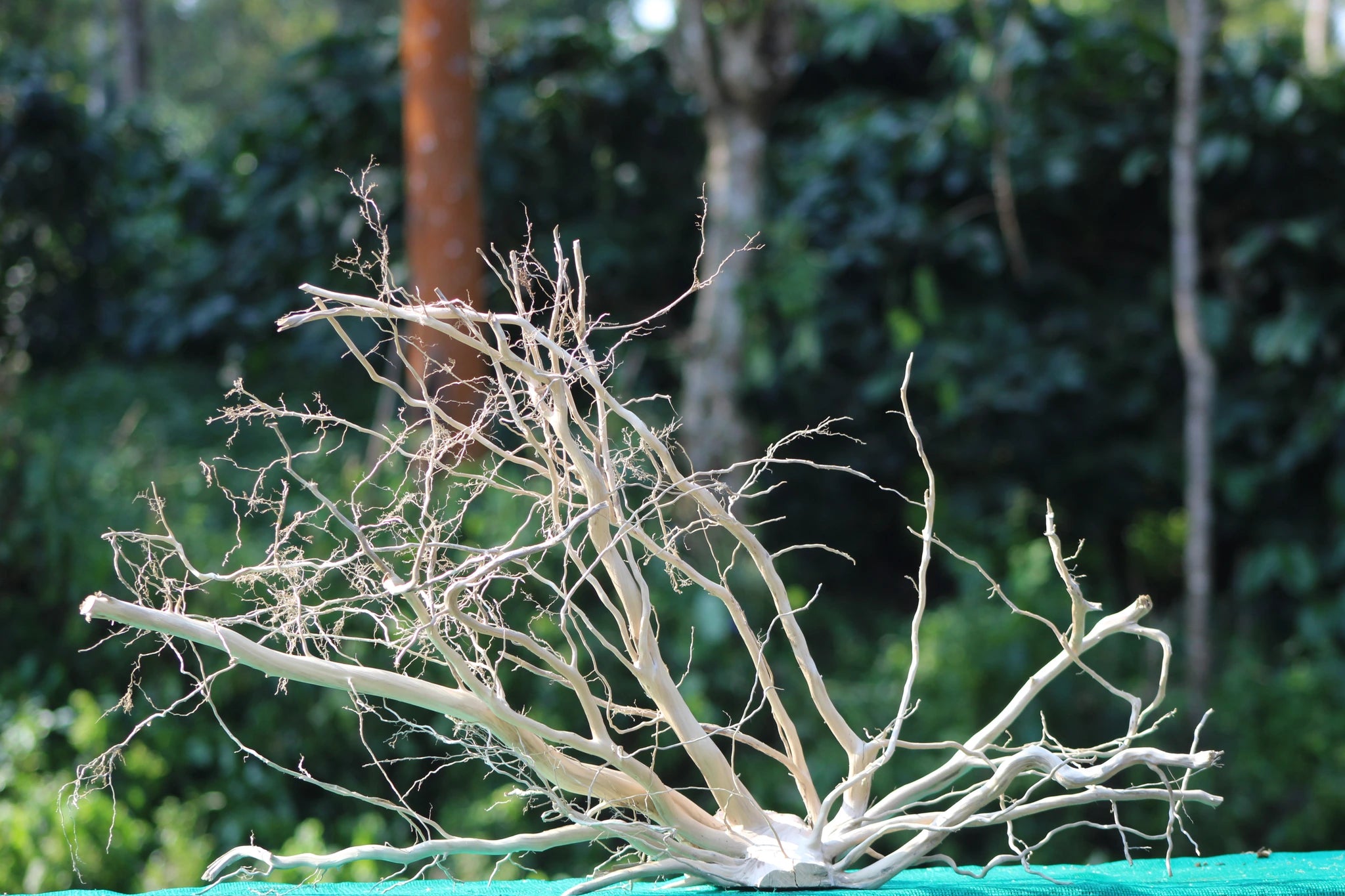 36x18 Spider Wood Driftwood for Aquascaping

