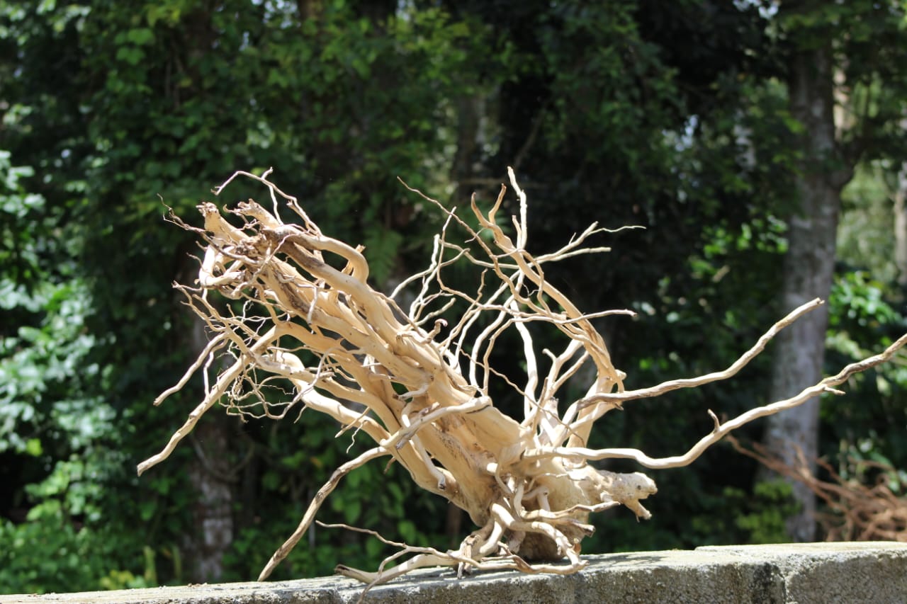 36x24 - Inch Natural Spider Wood Branch Sculpture - UNIQUE DRIFTWOOD PRIVATE LIMITED