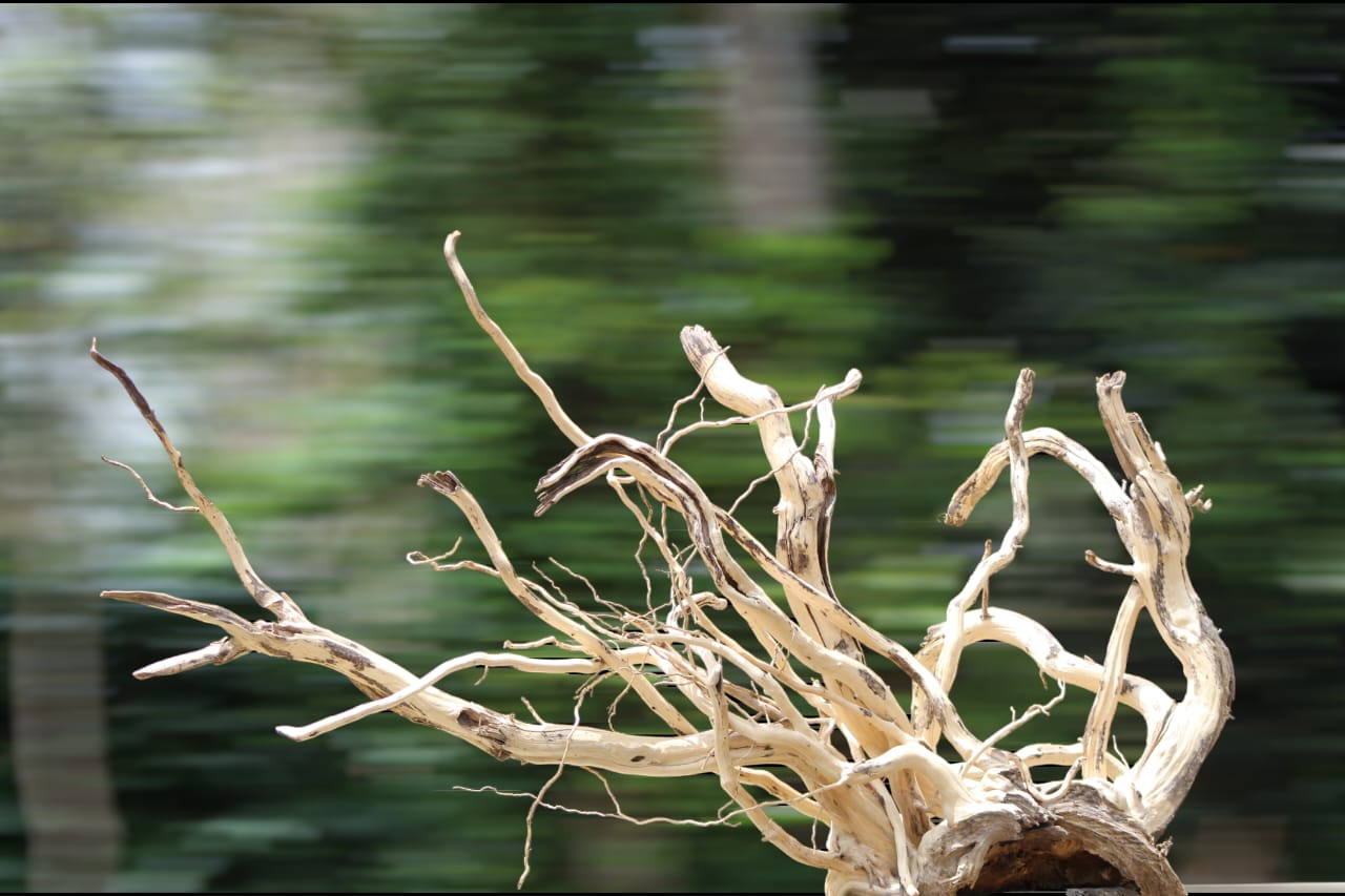 48x24 - Inch Natural Spider Wood Branch Sculpture - UNIQUE DRIFTWOOD