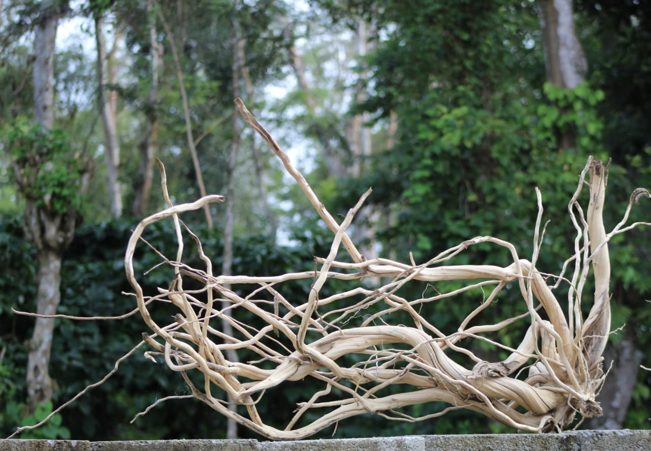 48x24 - Inch Natural Spider Wood Branch Sculpture - UNIQUE DRIFTWOOD PRIVATE LIMITED