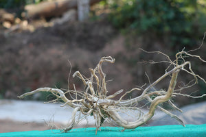 Spiderwood Driftwood Sculpture (36x18 inch) – Ideal for Aquariums, Terrariums, and Home Décor thumbnail 1