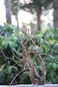 12x18 Inch Gnarled Driftwood – Unique Natural Sculpture for Aquariums & Terrariums