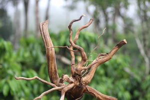 12x12 Inch Spiderwood – Natural Aquarium & Terrarium Decor