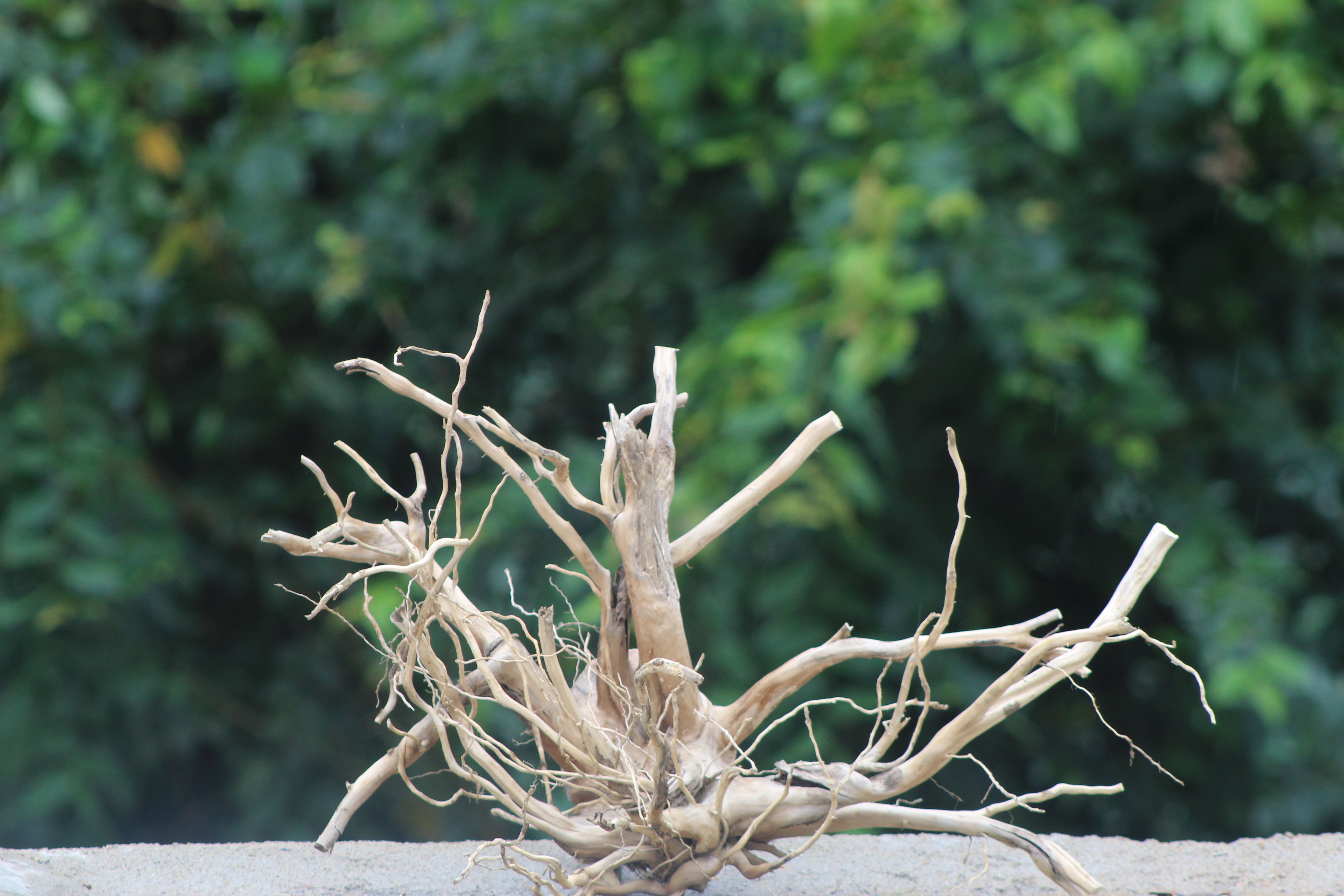 18x15  Inch Spider Wood – Intricately Branched Natural Driftwood for Aquariums & Terrariums