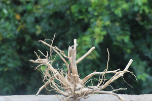 18x15  Inch Spider Wood – Intricately Branched Natural Driftwood for Aquariums & Terrariums thumbnail 1