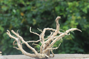 30x18 Inch Spider Wood – Intricately Branched Natural Driftwood for Aquariums & Terrariums thumbnail 1