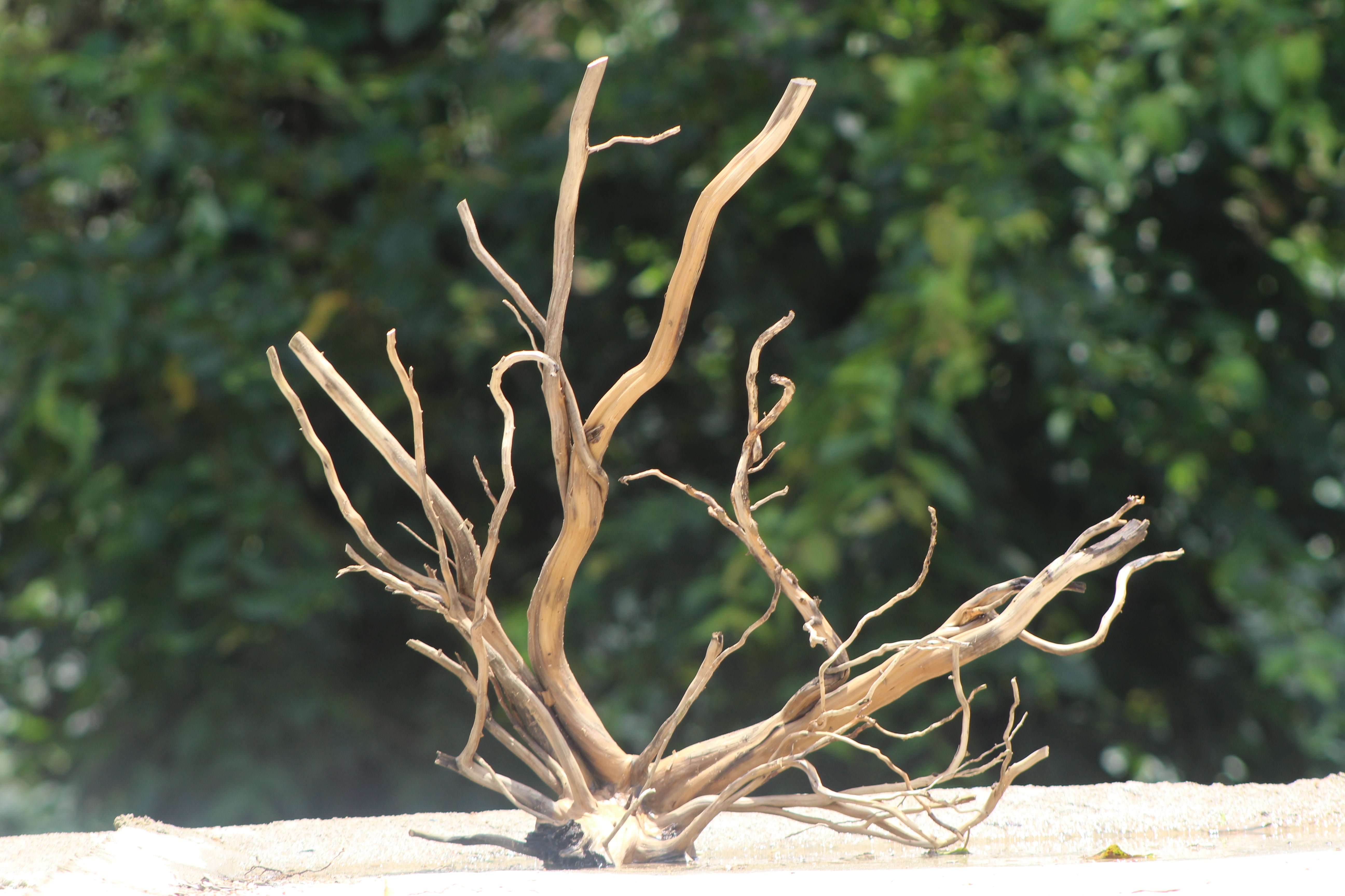 24x24 Inch Spider Wood – Natural Driftwood with Elegant Branching for Aquariums & Terrariums