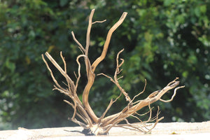 24x24 Inch Spider Wood – Natural Driftwood with Elegant Branching for Aquariums & Terrariums thumbnail 1
