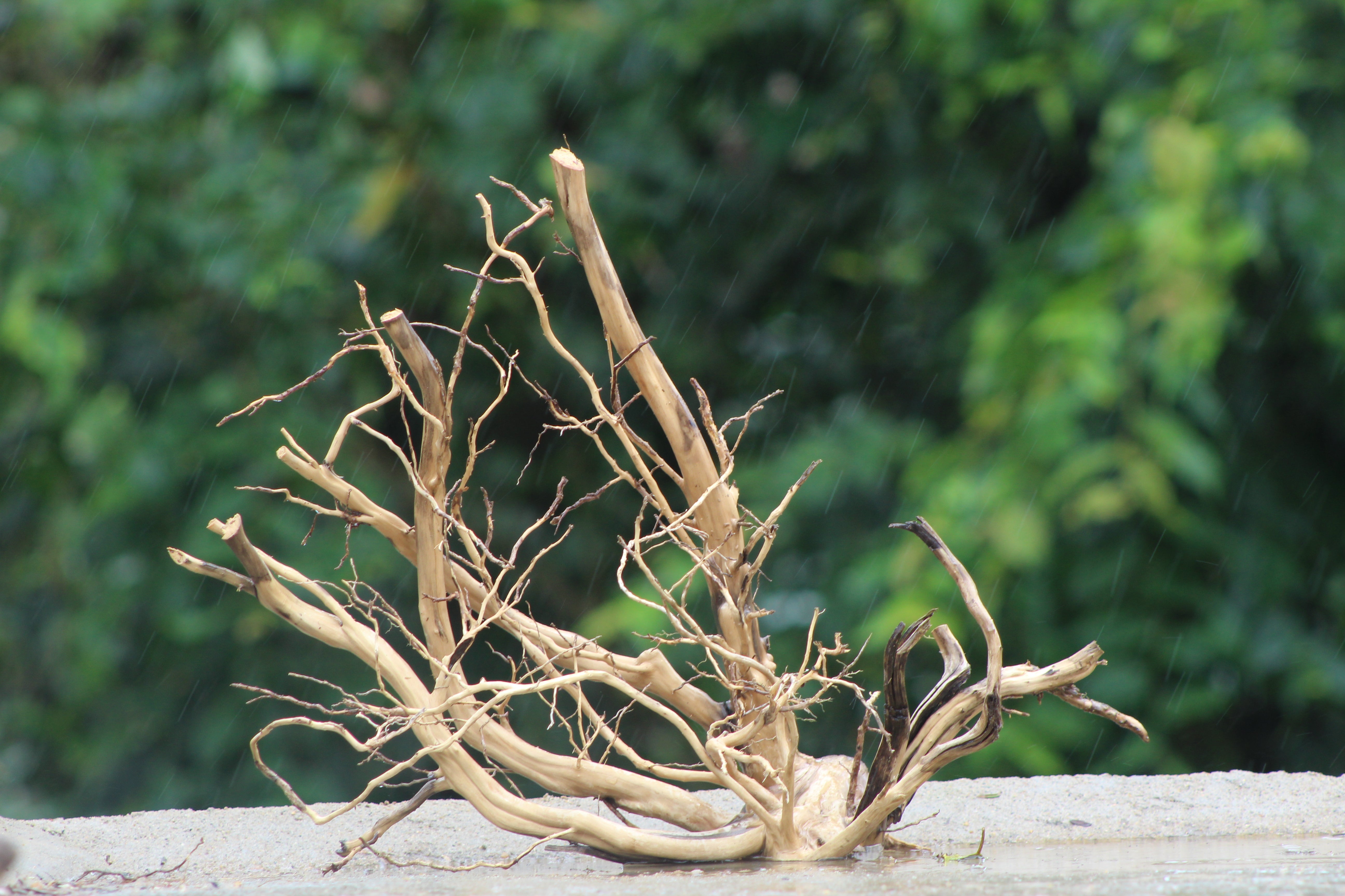 18x18 Inch Spider Wood – Natural Driftwood with Elegant Branching for Aquariums & Terrariums