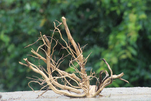 18x18 Inch Spider Wood – Natural Driftwood with Elegant Branching for Aquariums & Terrariums thumbnail 1
