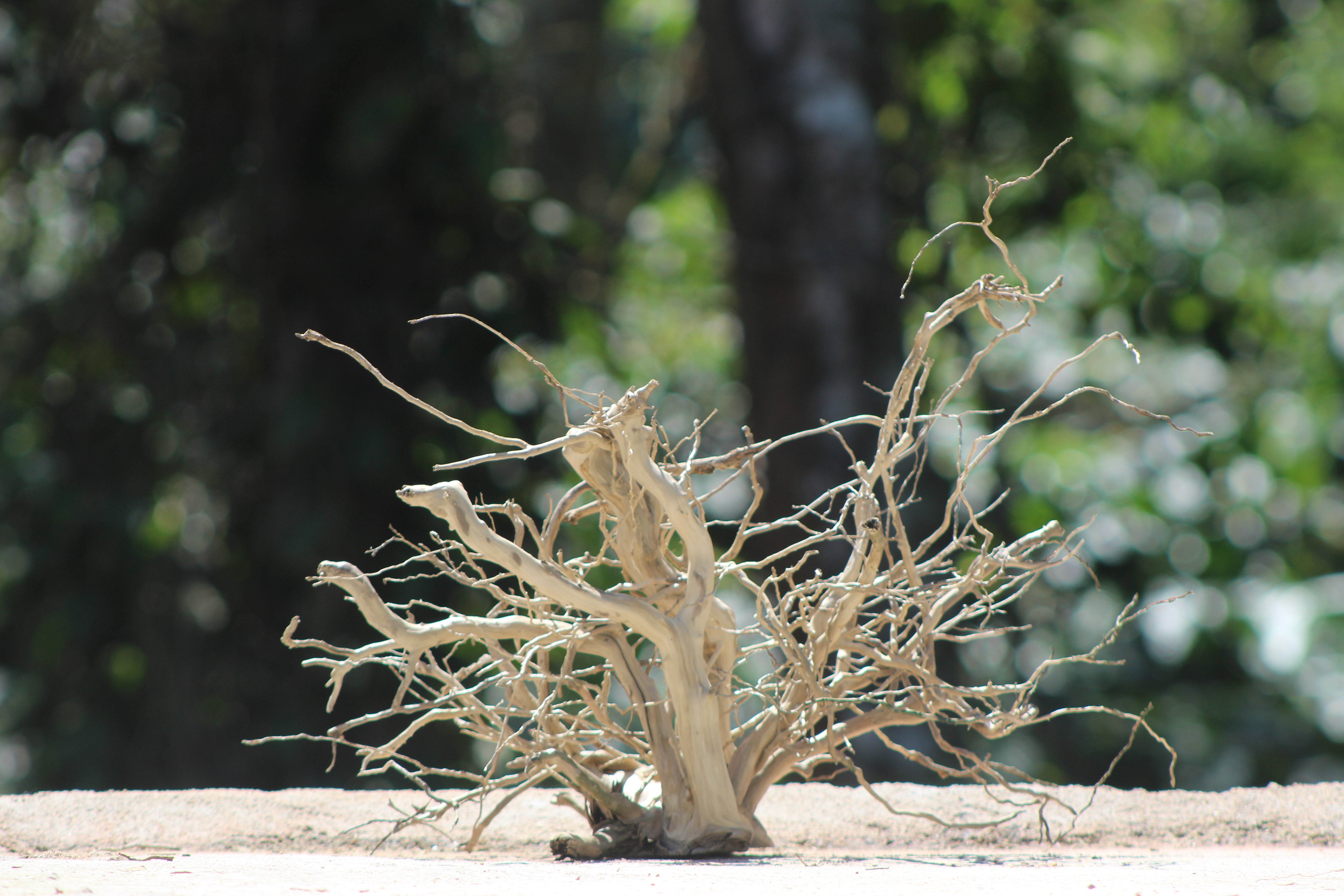 15x12 Inch Spiderwood for Aquariums, Terrariums & Natural Décor | Unique Driftwood