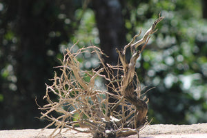 18x18 Inch Hollow Driftwood for Aquariums, Terrariums & Natural Décor | Unique Driftwood thumbnail 1