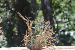 18x18 Inch Hollow Driftwood for Aquariums, Terrariums & Natural Décor | Unique Driftwood thumbnail 2