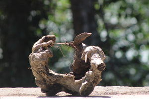 10x10 Inch Hollow Driftwood for Aquariums & Terrariums | Unique Driftwood India