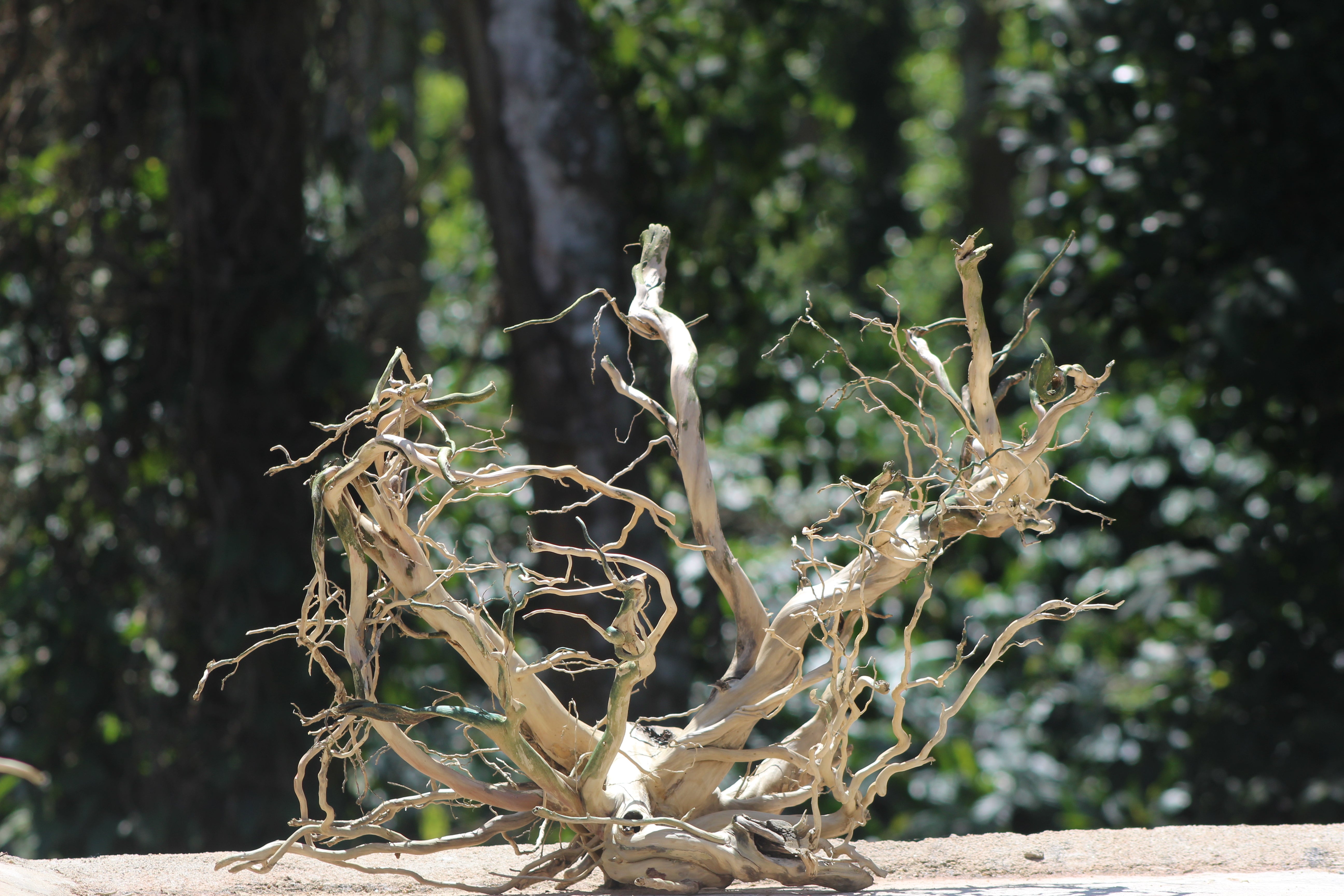 36x24 Inch Spiderwood with Root Branches for Aquascapes, Terrariums & Décor | Unique Driftwood