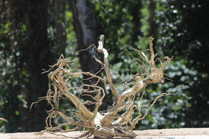 36x24 Inch Spiderwood with Root Branches for Aquascapes, Terrariums & Décor | Unique Driftwood thumbnail 1