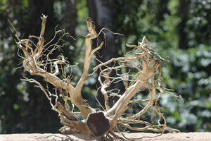 36x24 Inch Spiderwood with Root Branches for Aquascapes, Terrariums & Décor | Unique Driftwood thumbnail 3