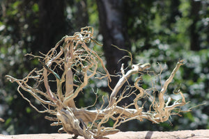 36x24 Inch Spiderwood with Root Branches for Aquascapes, Terrariums & Décor | Unique Driftwood thumbnail 2