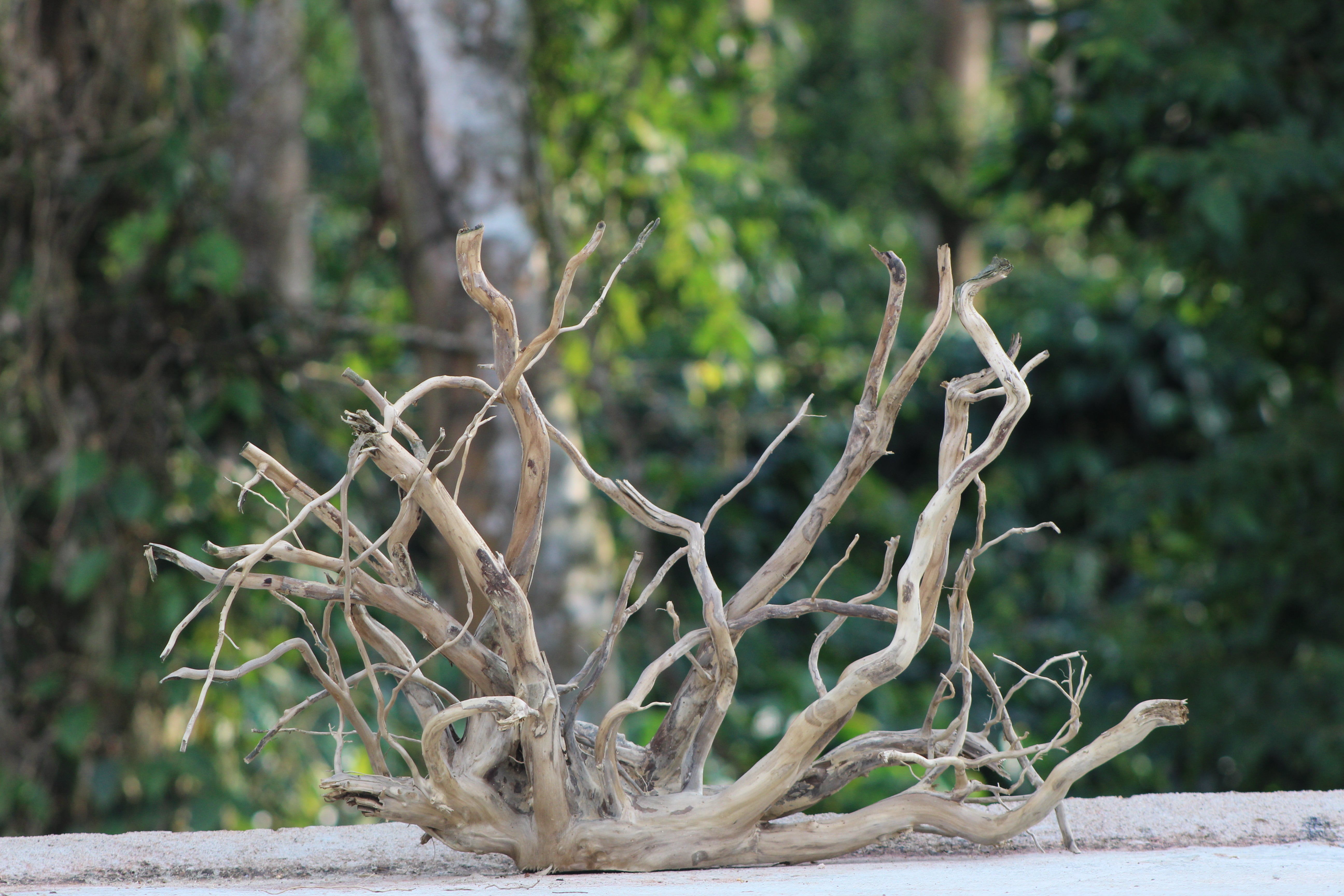 36x24 Inch Spiderwood Centerpiece for Aquariums, Terrariums & Natural Décor | Unique Driftwood