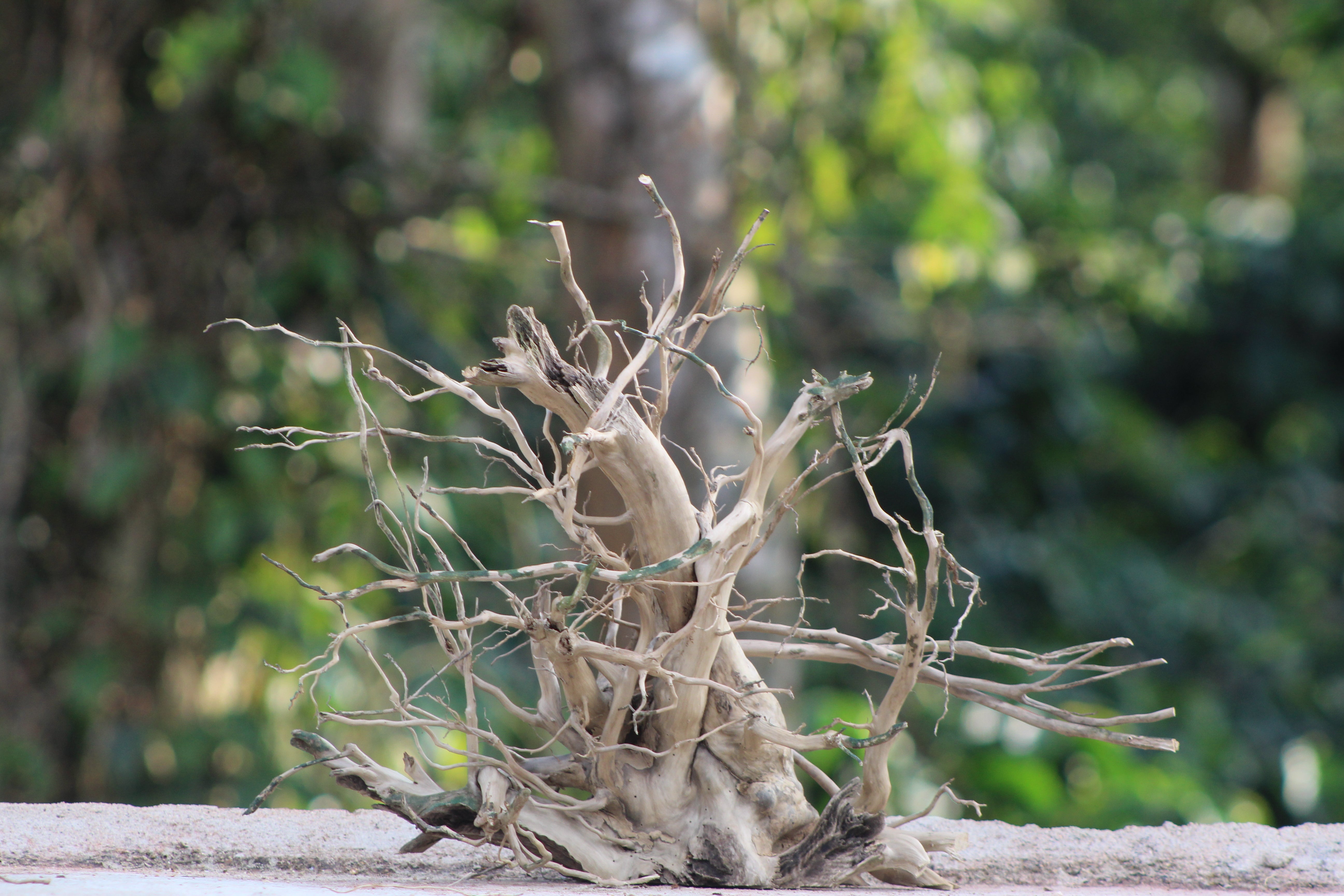 15x12 Inch Spiderwood for Aquariums, Terrariums & Natural Décor | Unique Driftwood