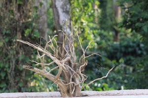 18x24 Inch Vertical Spiderwood Branch for Aquascapes, Terrariums & Natural Décor | Unique Driftwood thumbnail 2