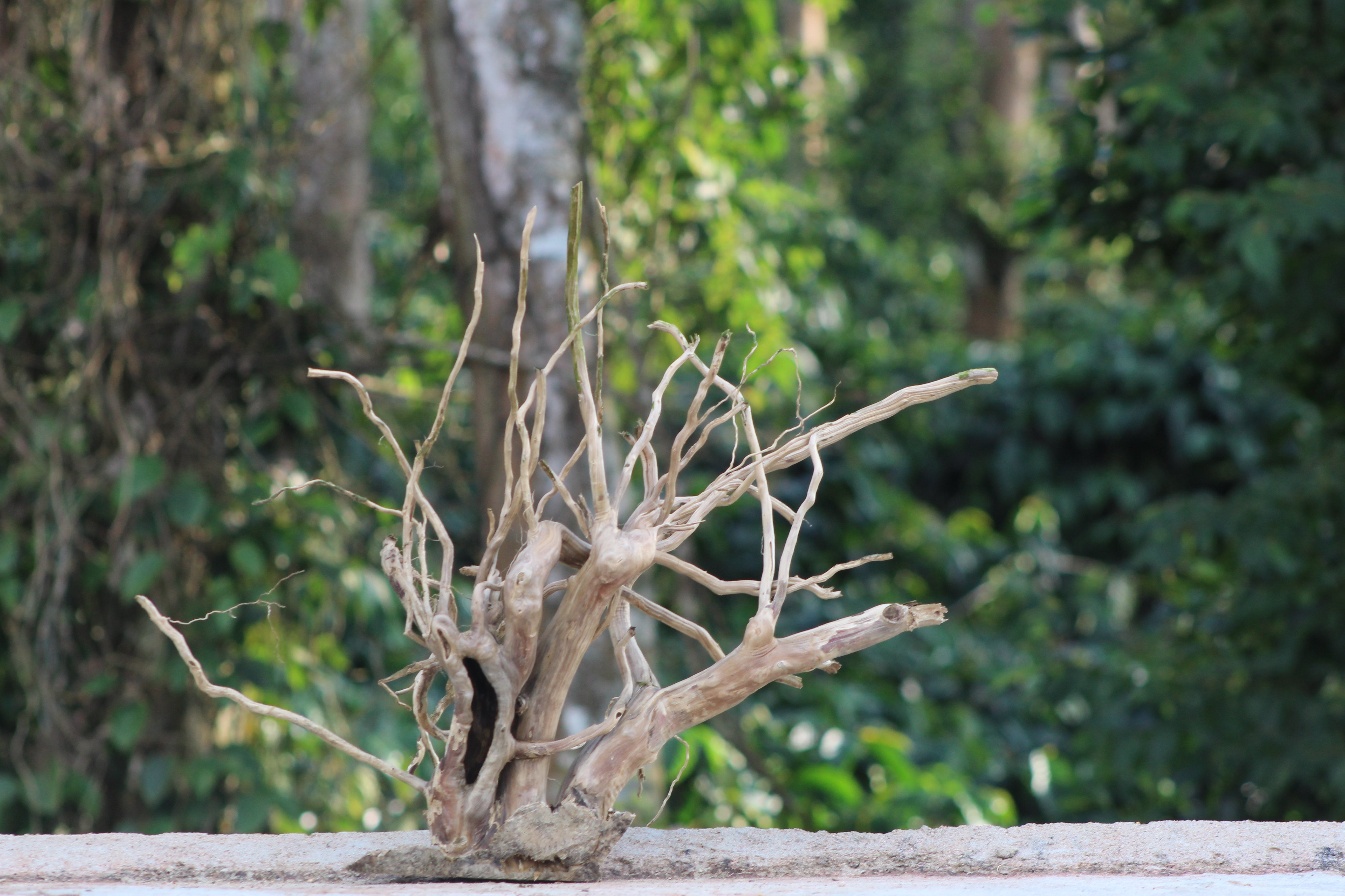 18x24 Inch Vertical Spiderwood Branch for Aquascapes, Terrariums & Natural Décor | Unique Driftwood