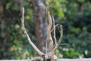18x18 Inch Spiderwood for Aquariums, Terrariums & Natural Décor | Unique Driftwood thumbnail 1