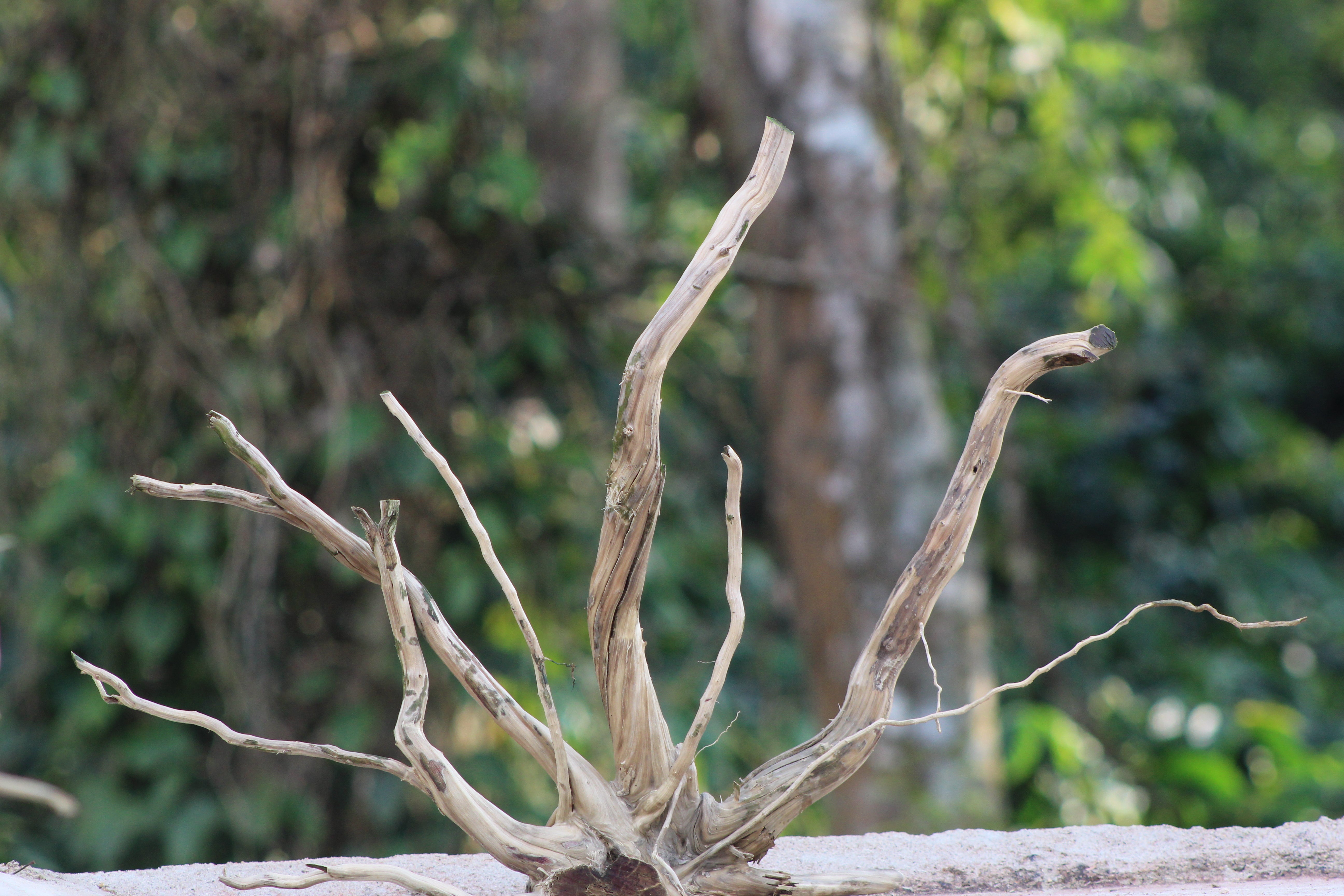 20x18 Inch Spiderwood for Aquascapes, Terrariums & Natural Décor | Unique Driftwood