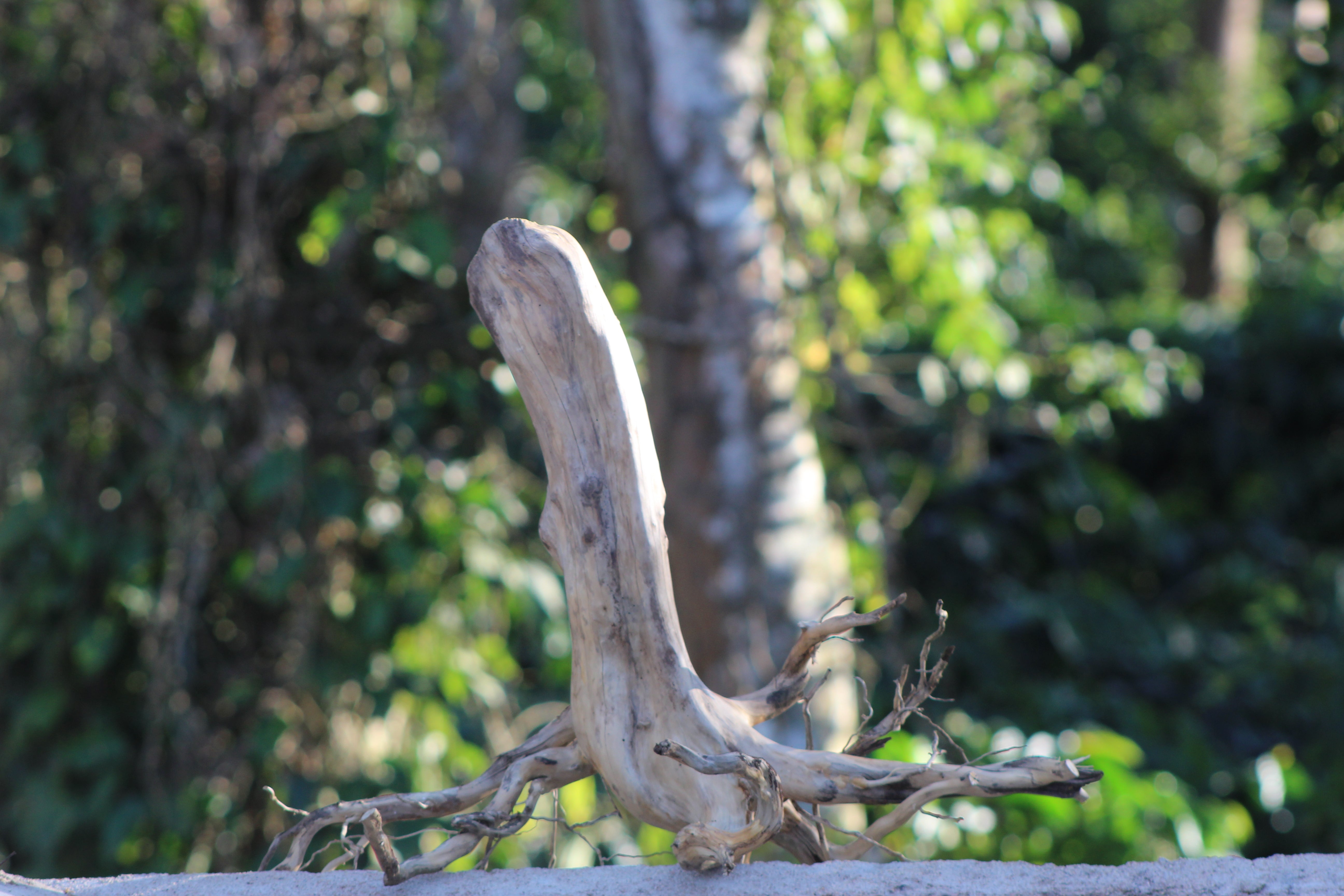 18x20 Inch Stump Wood with Root Structure for Aquariums, Terrariums & Natural Décor | Unique Driftwood