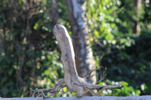 18x20 Inch Stump Wood with Root Structure for Aquariums, Terrariums & Natural Décor | Unique Driftwood thumbnail 1